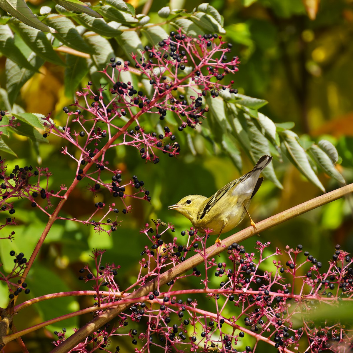 Blackpoll Warbler - ML624525008