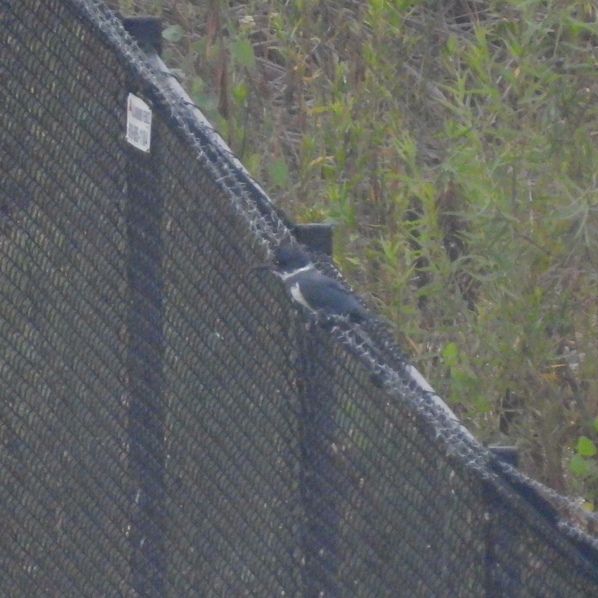 Belted Kingfisher - ML624525009