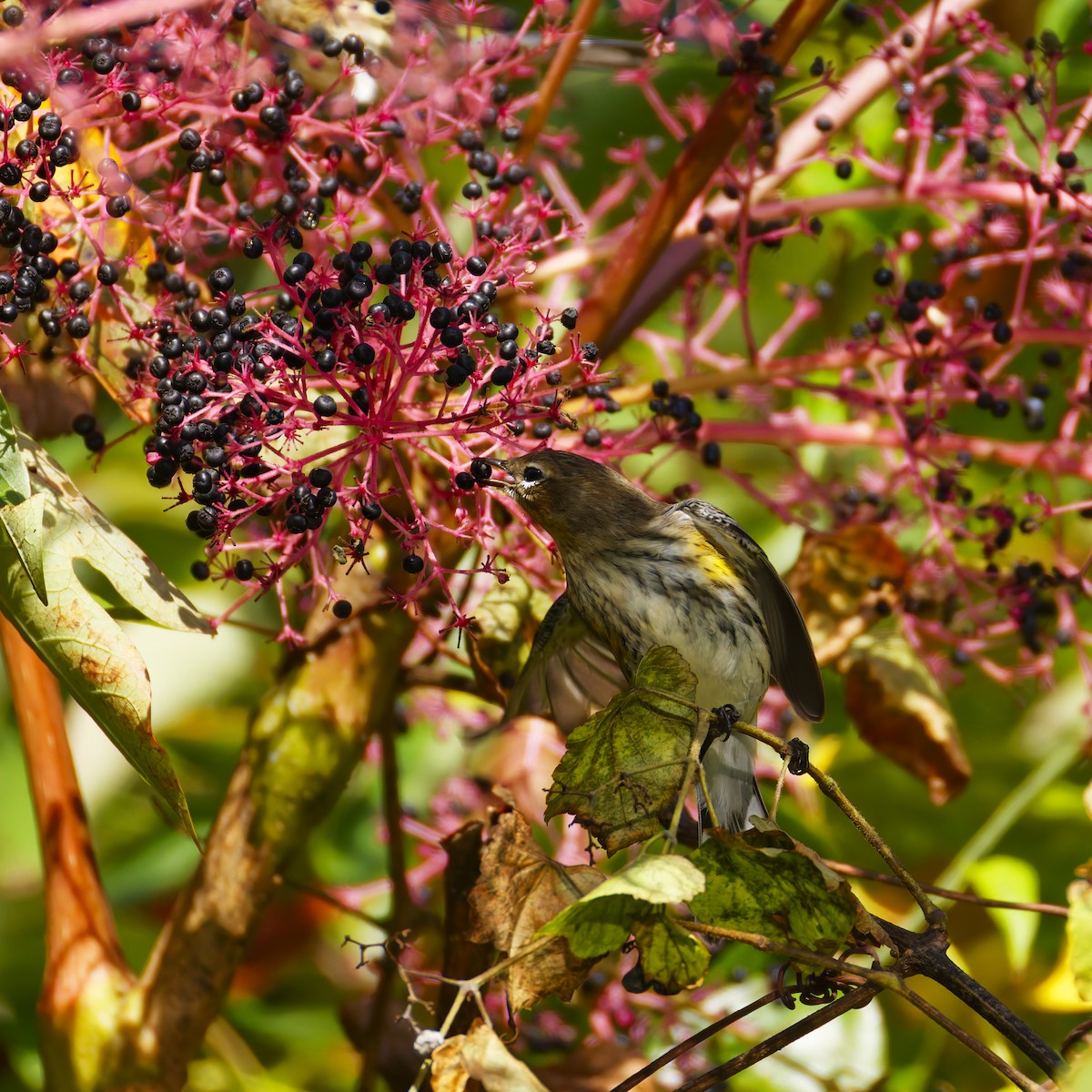 Yellow-rumped Warbler - ML624525022