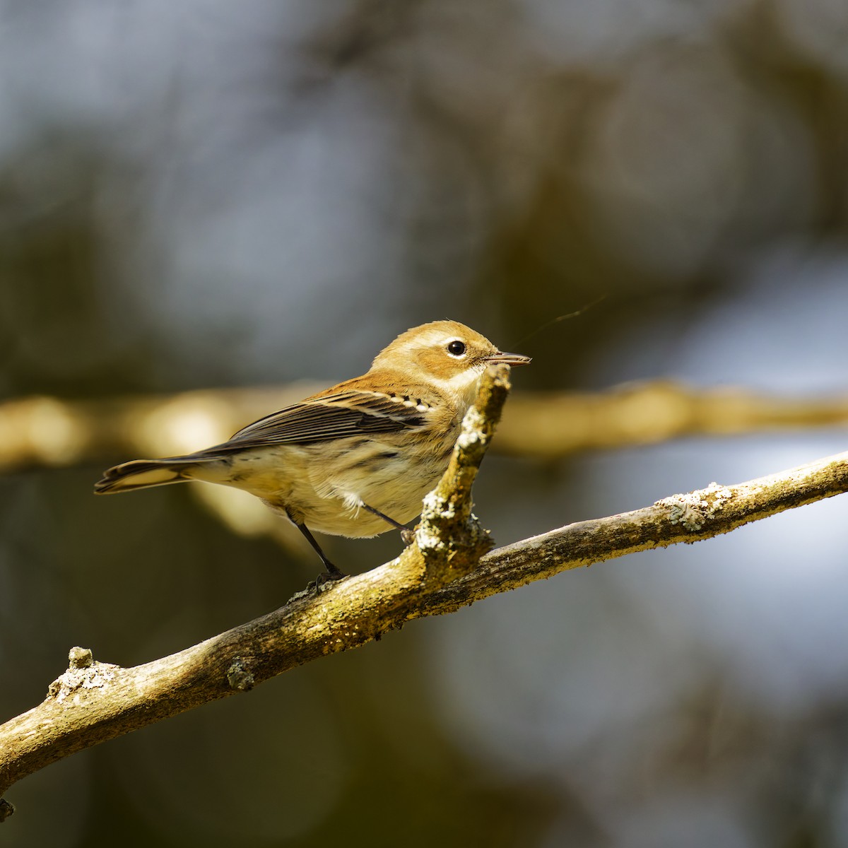 Yellow-rumped Warbler - ML624525028