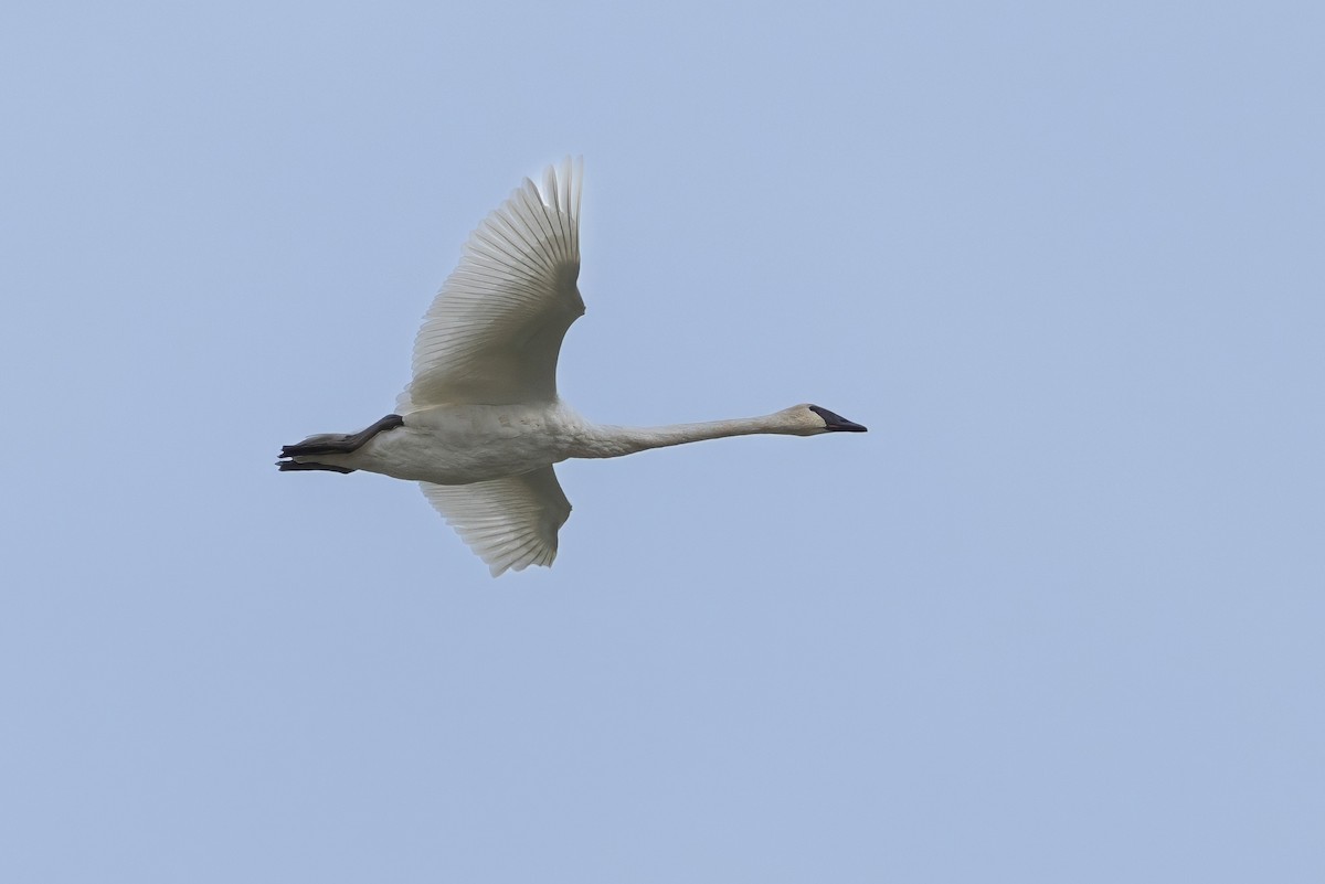 Trumpeter Swan - ML624525031