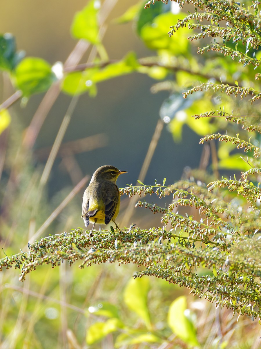 Palm Warbler - ML624525032