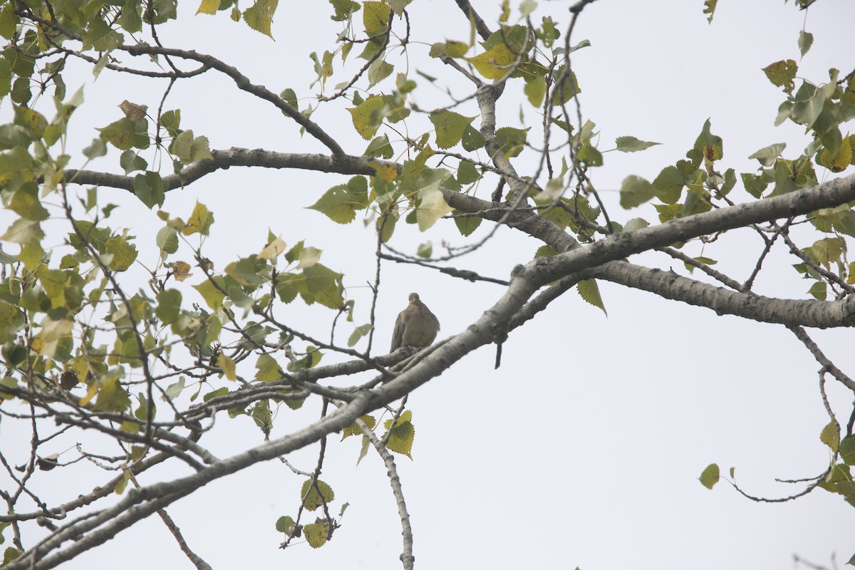 Mourning Dove - ML624525057