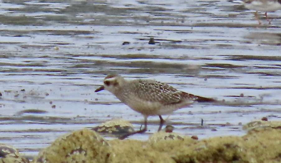 American Golden-Plover - ML624525112