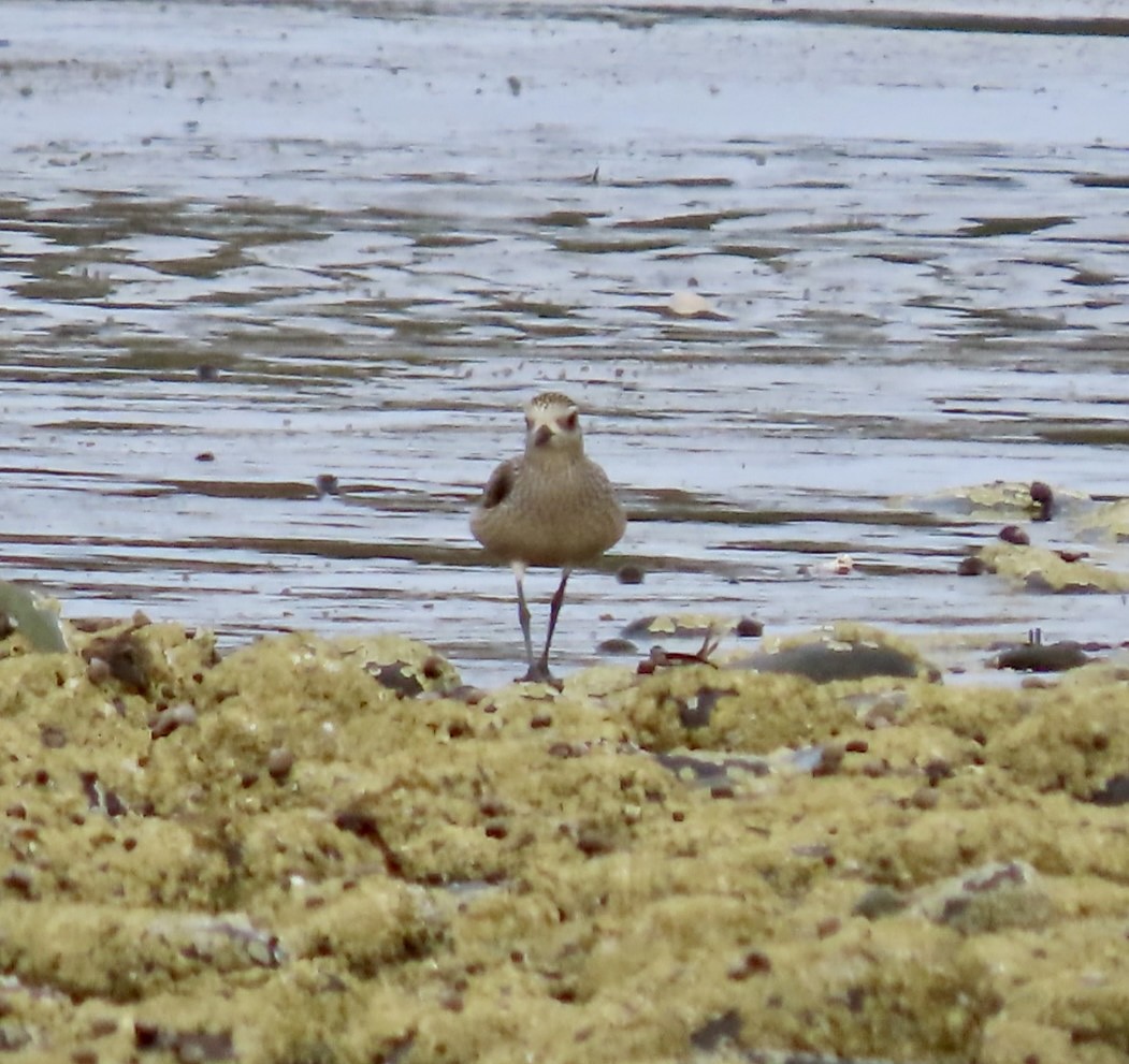 American Golden-Plover - ML624525113