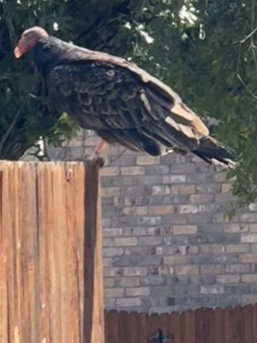 Turkey Vulture - Srinath Siddapur