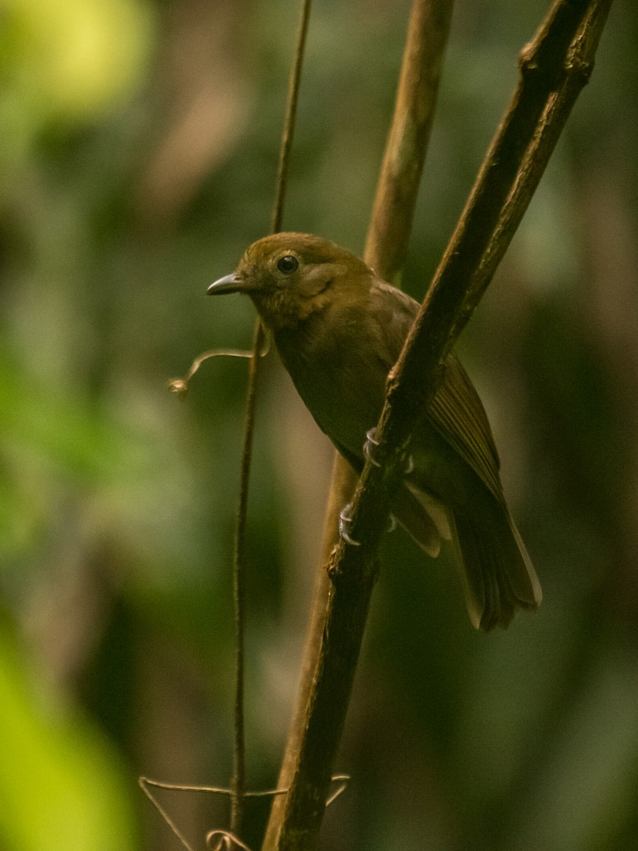 Llorón de Verapaz - ML624525161