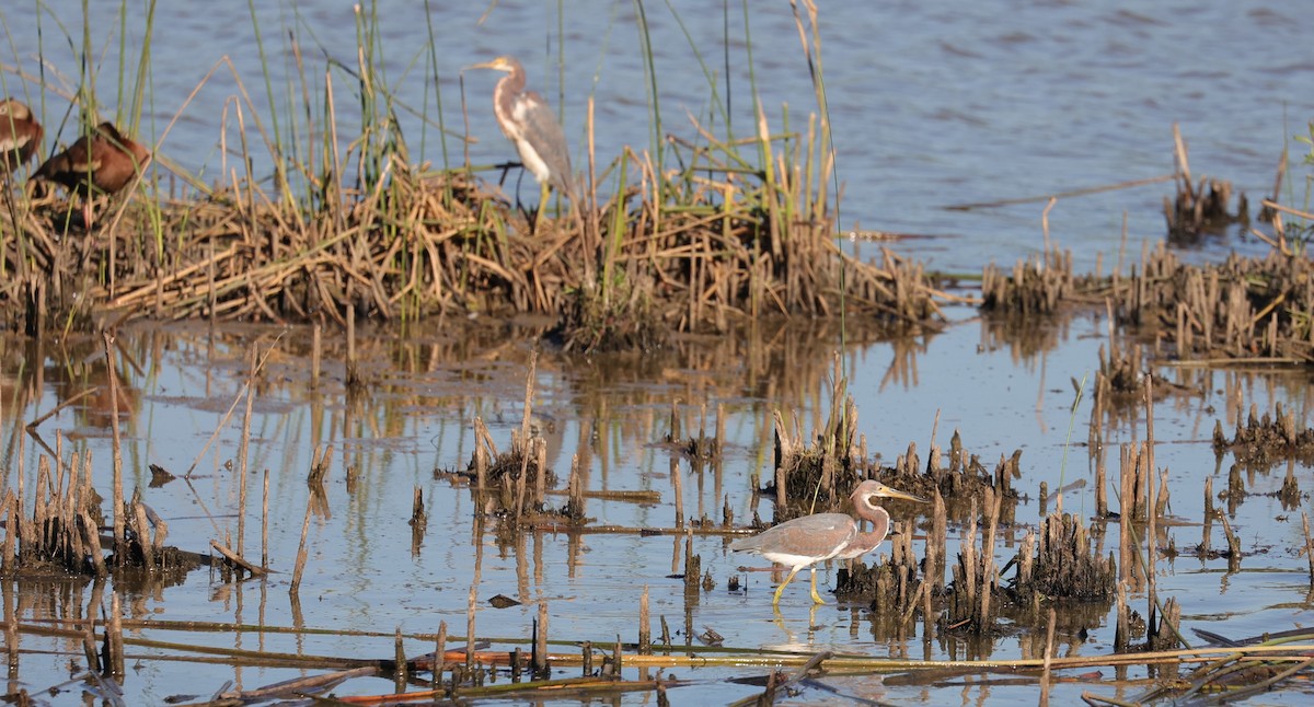 Tricolored Heron - Margareta Wieser