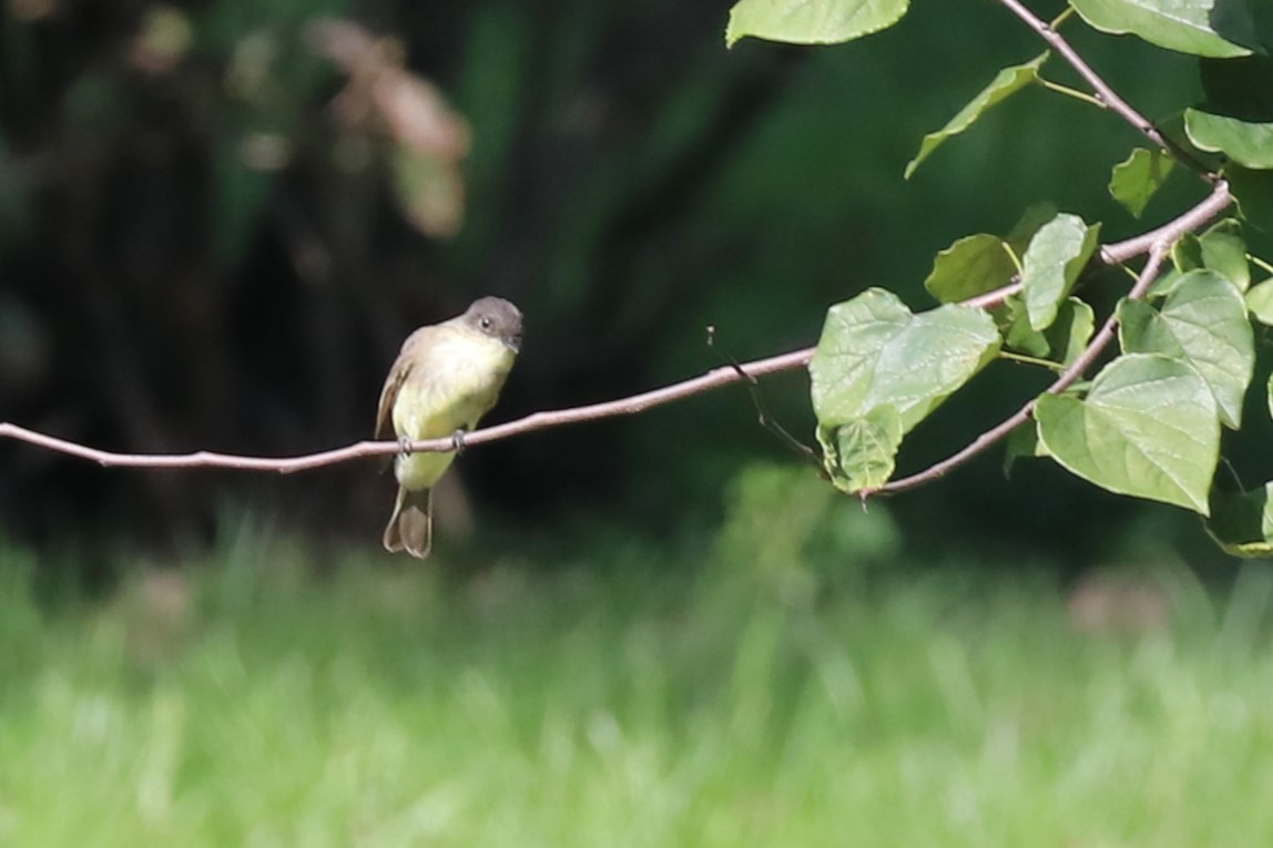 Eastern Phoebe - ML624525195