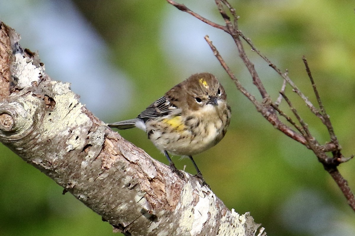 Reinita Coronada (coronata) - ML624525199