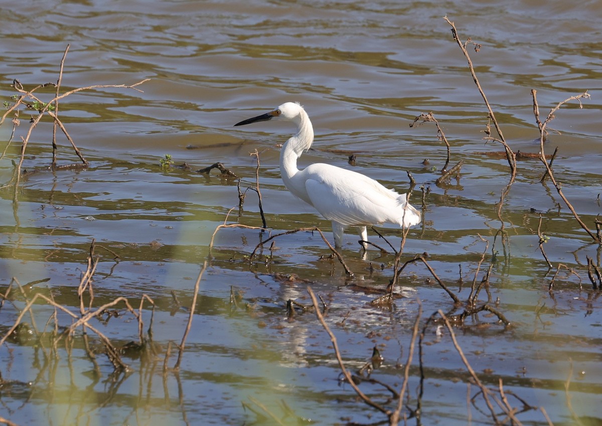 Snowy Egret - Margareta Wieser