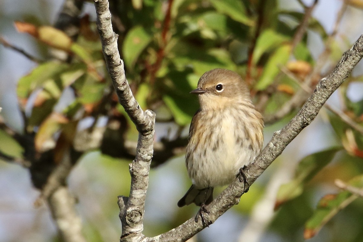 Reinita Coronada (coronata) - ML624525210