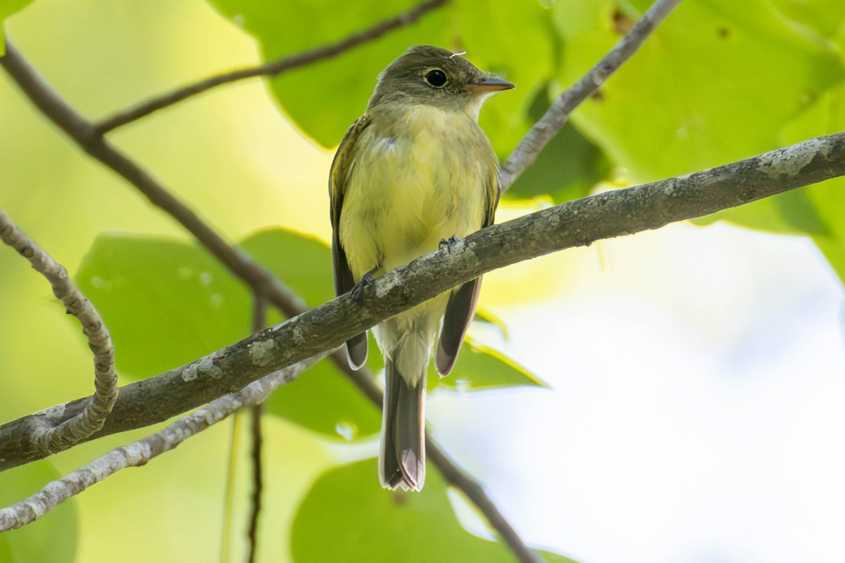 Mosquero Verdoso - ML624525220