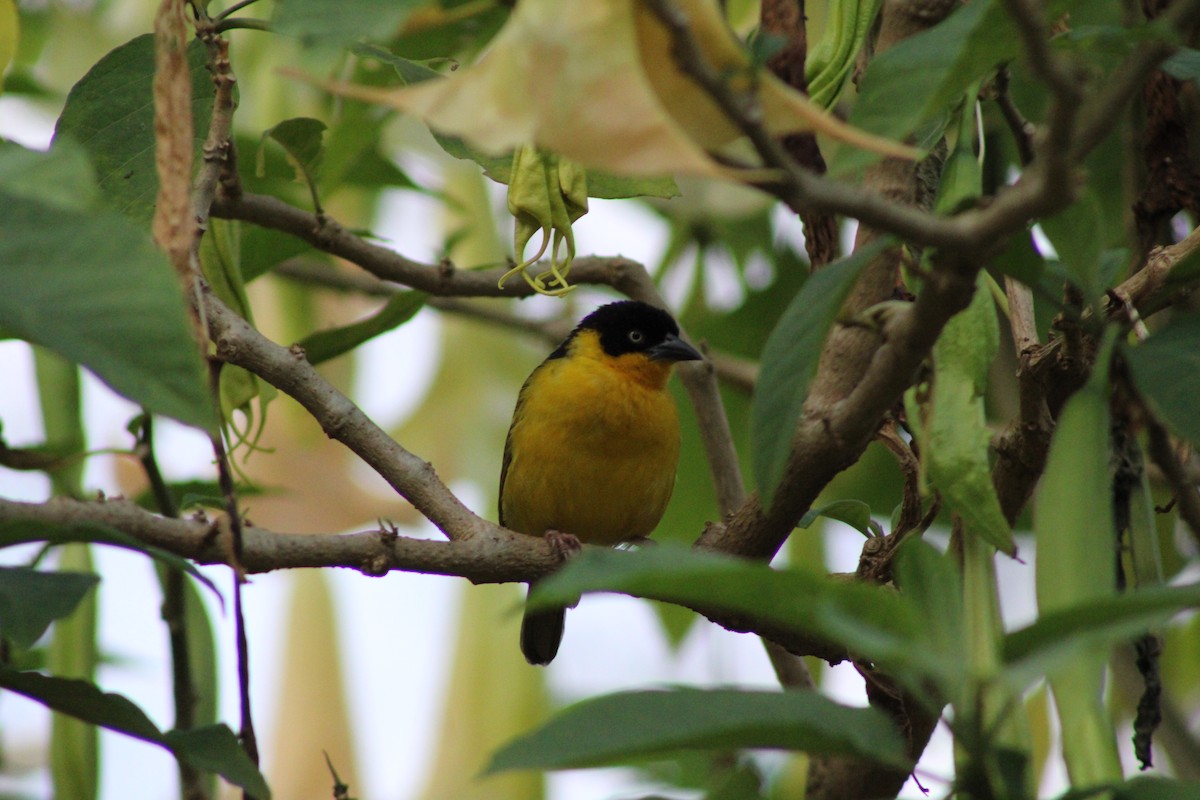 Baglafecht Weaver - ML624525222