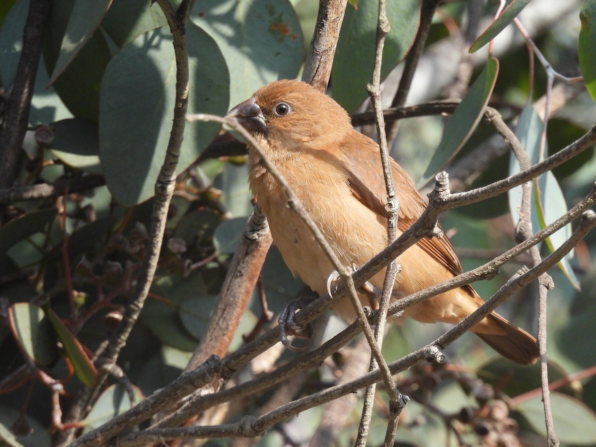 Scaly-breasted Munia - Martha Wild