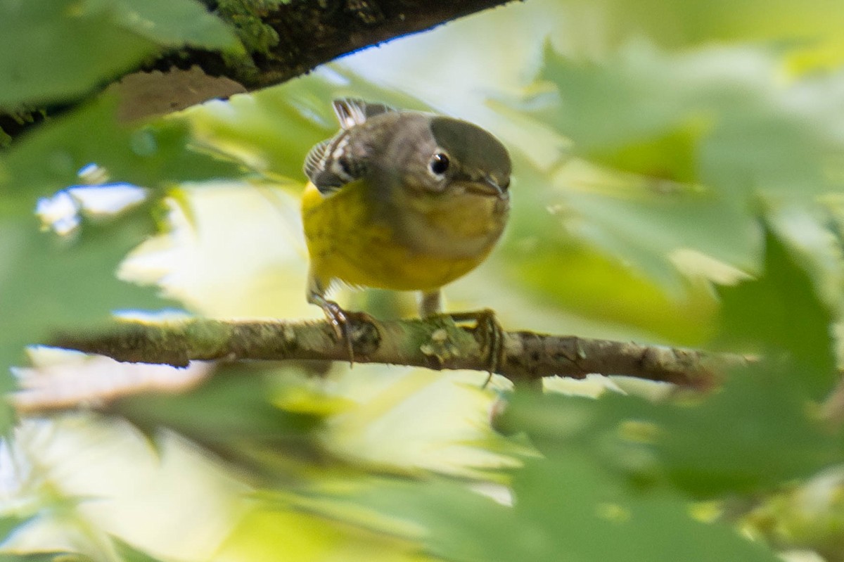 Magnolia Warbler - James Davis