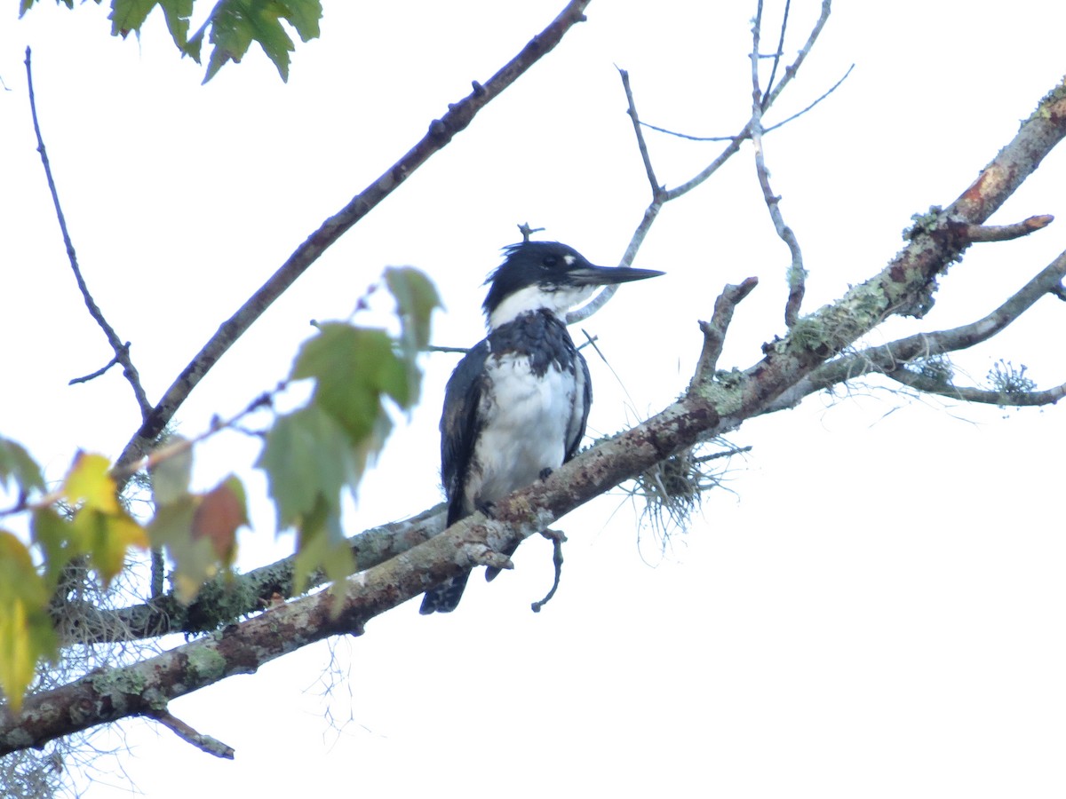 Belted Kingfisher - Douglas Richard