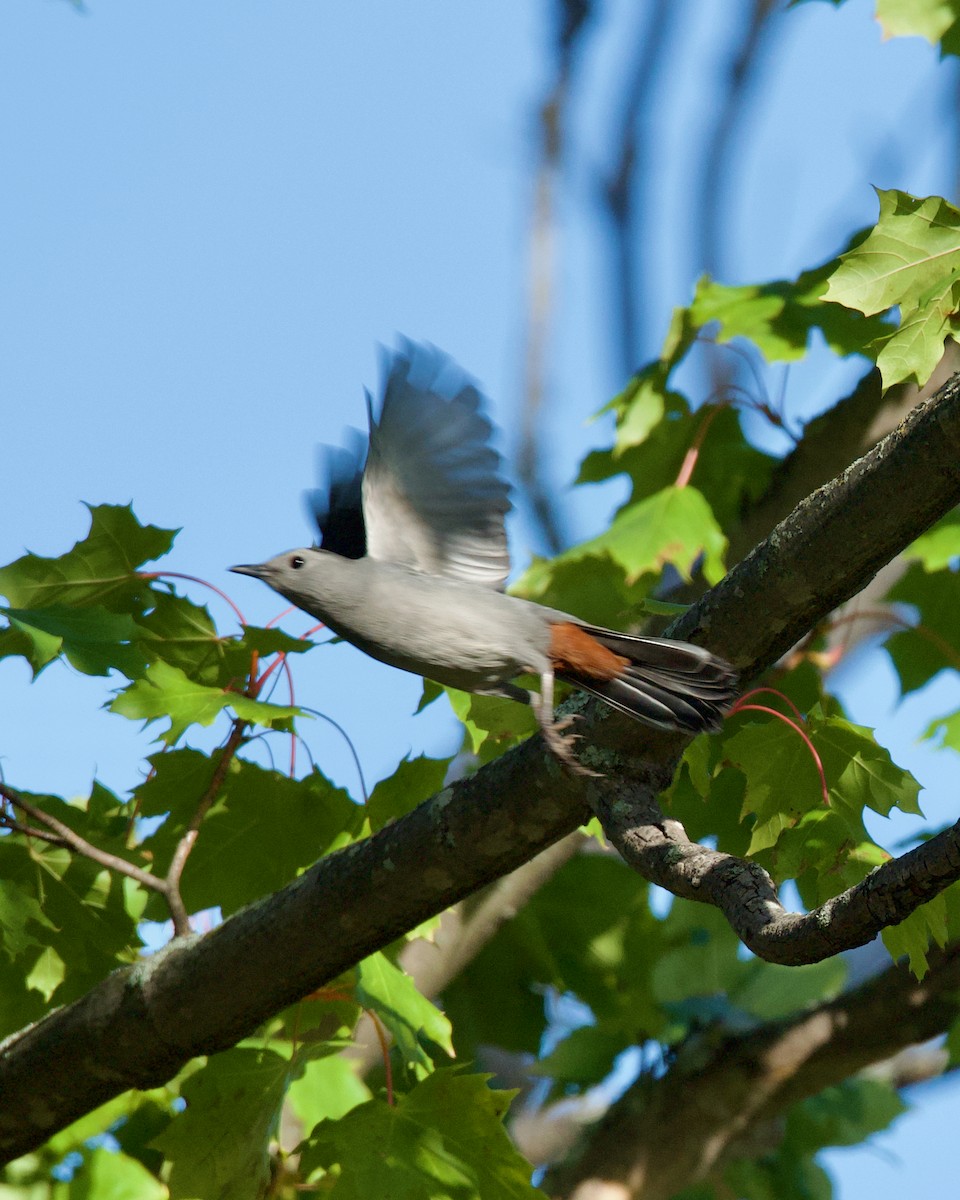 Gray Catbird - ML624525271