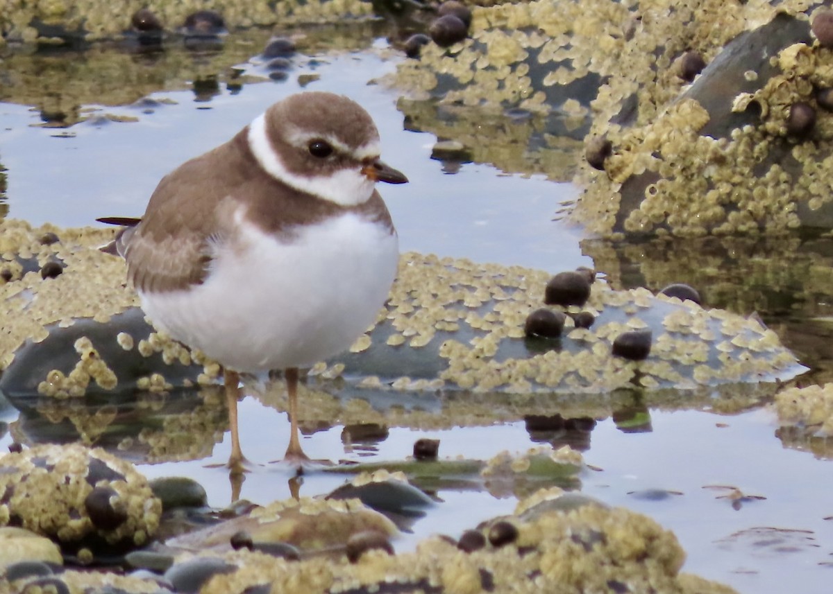 Semipalmated Plover - ML624525278