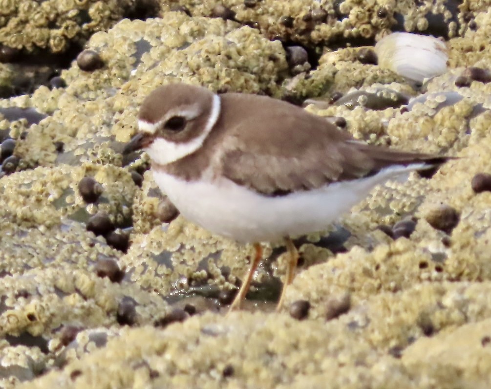 Semipalmated Plover - ML624525280