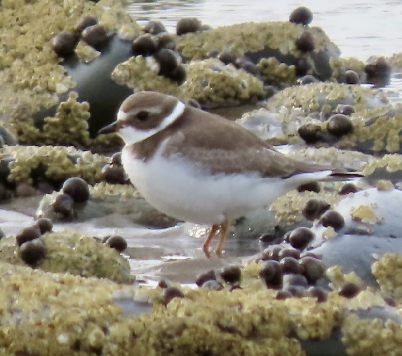 Semipalmated Plover - ML624525281