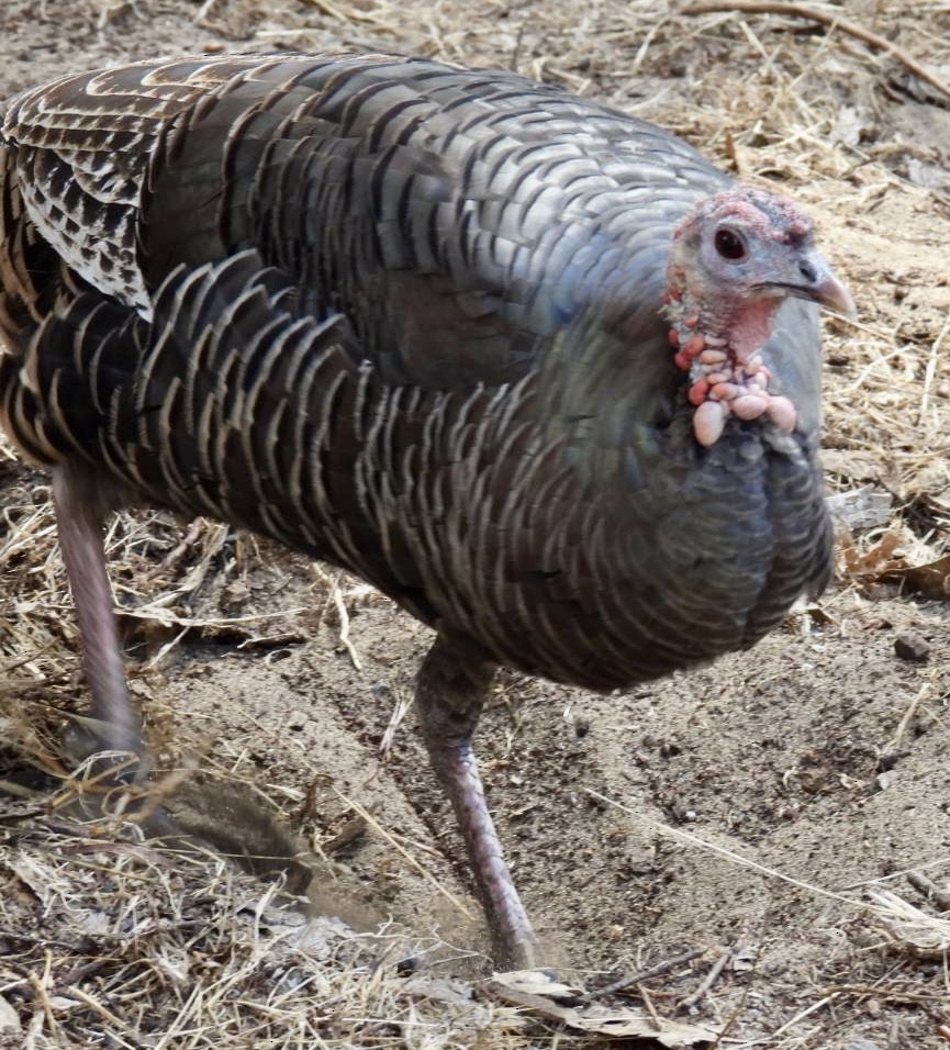 Wild Turkey - ML624525288