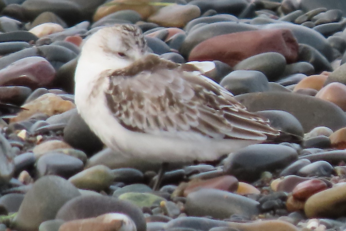 Sanderling - ML624525292