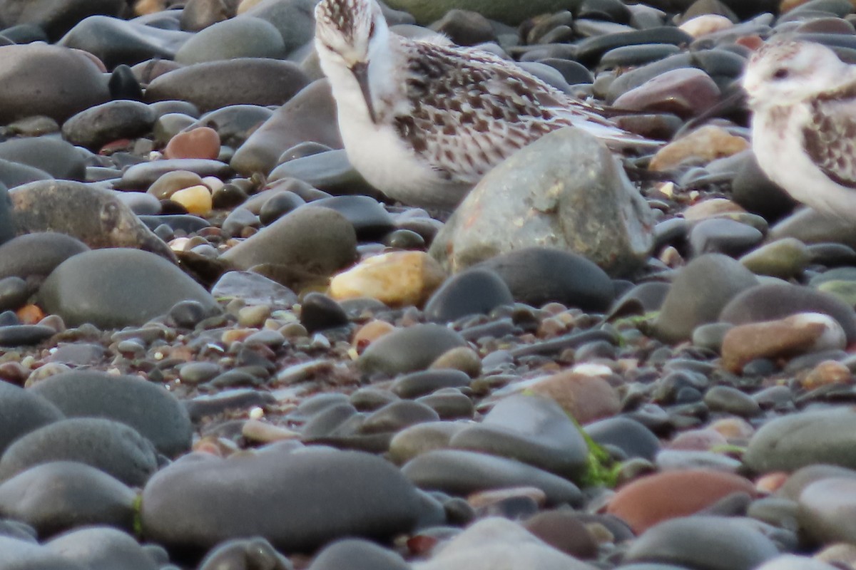 Sanderling - Jimma Byrd