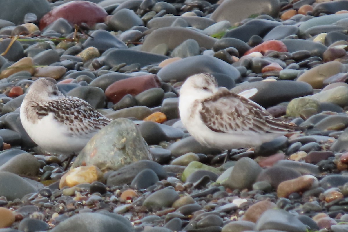 Sanderling - ML624525294