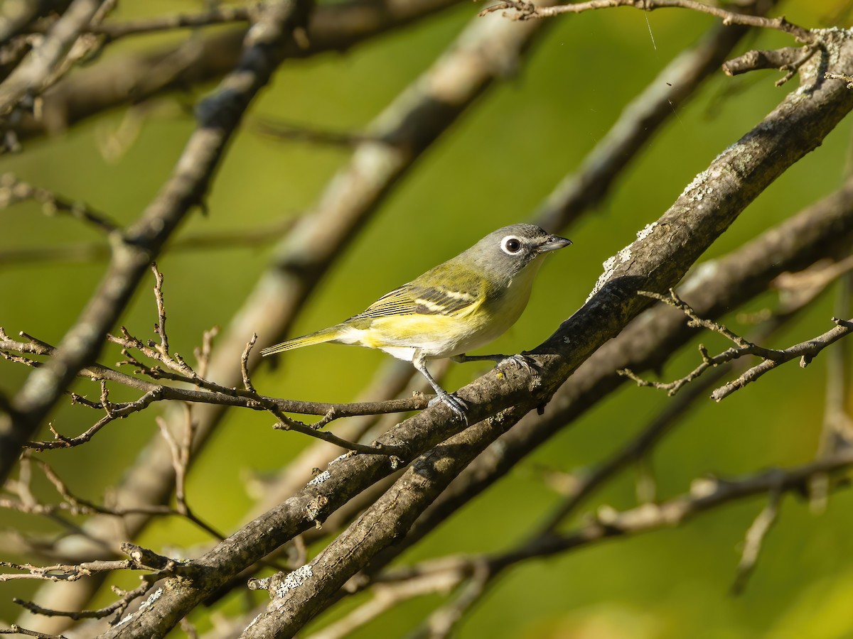 Vireo Solitario - ML624525323