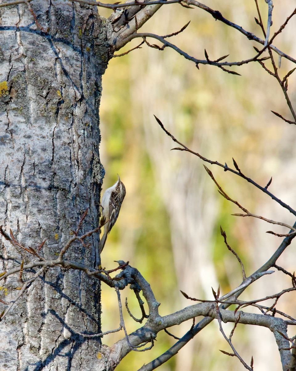 Brown Creeper - ML624525341