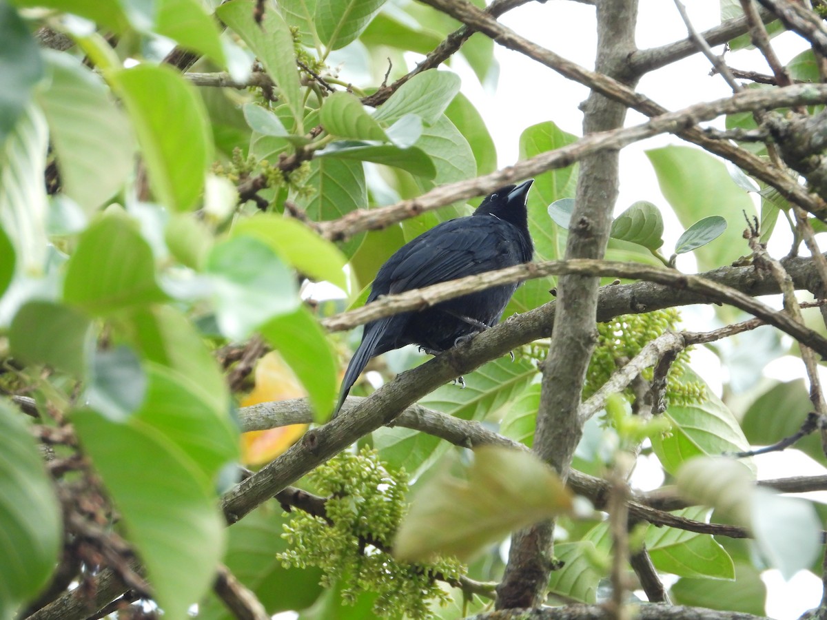 White-lined Tanager - ML624525344