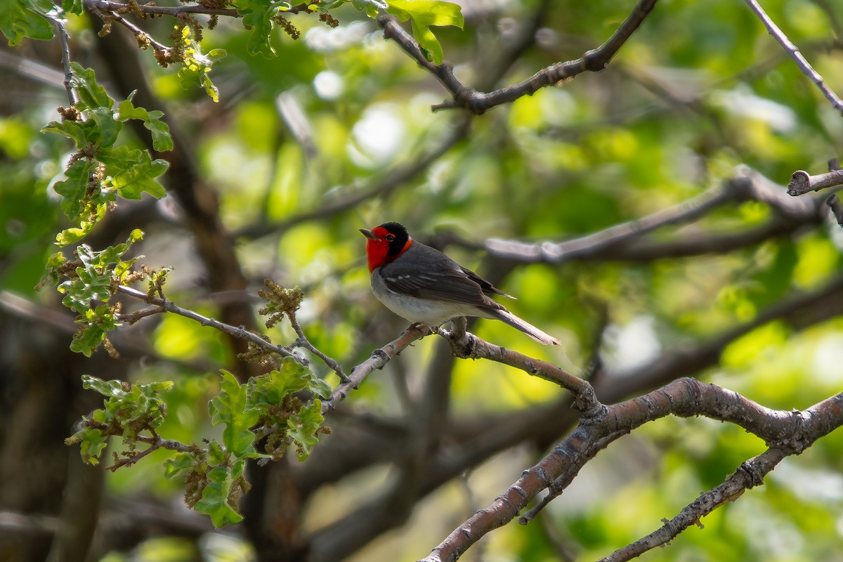 Red-faced Warbler - ML624525369