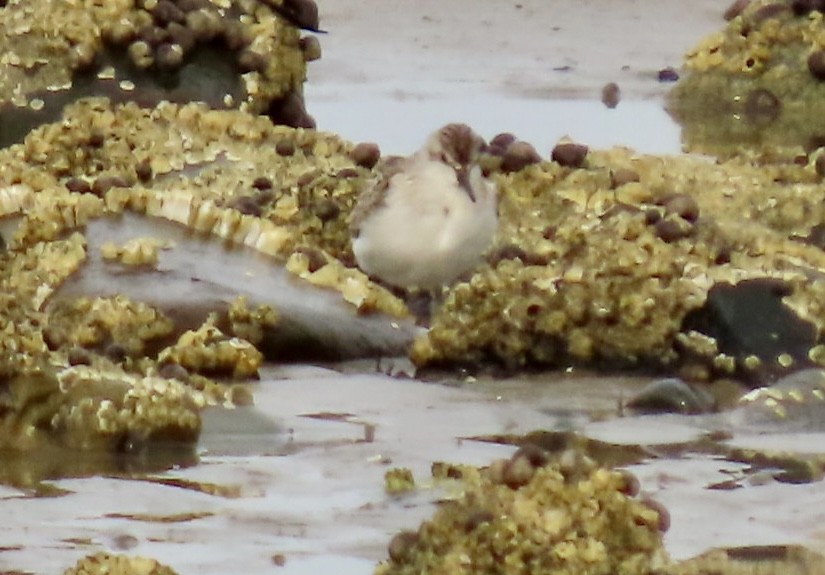 Semipalmated Sandpiper - ML624525391