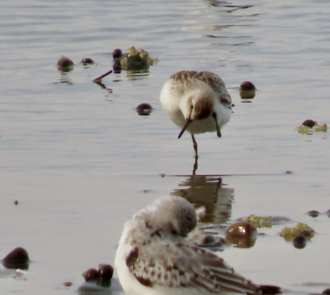 Semipalmated Sandpiper - ML624525392