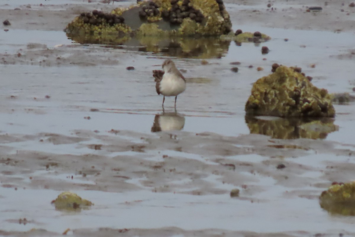 Semipalmated Sandpiper - ML624525393