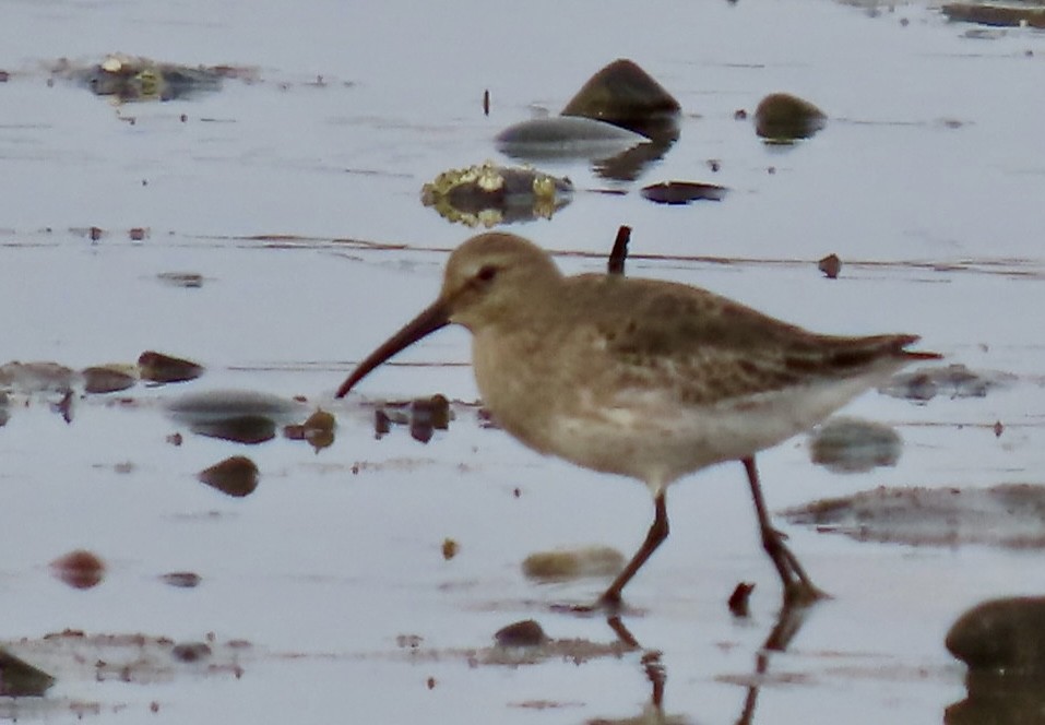 Dunlin - Jimma Byrd