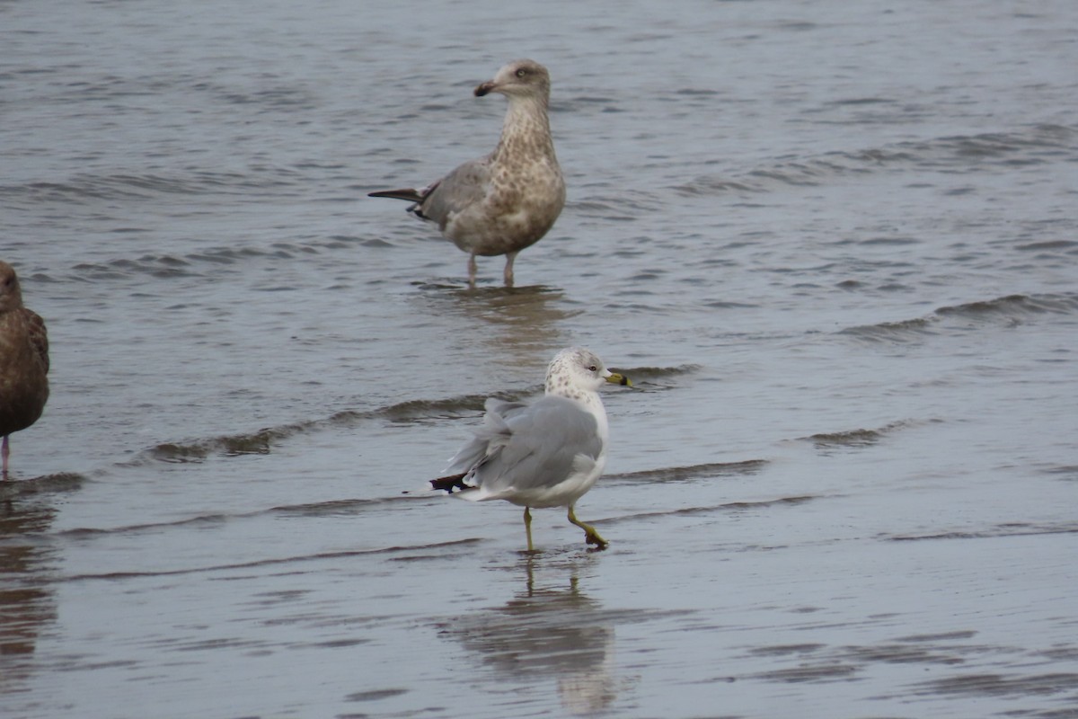 Ring-billed Gull - ML624525436