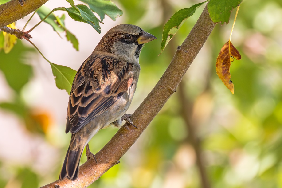 House Sparrow - ML624525443