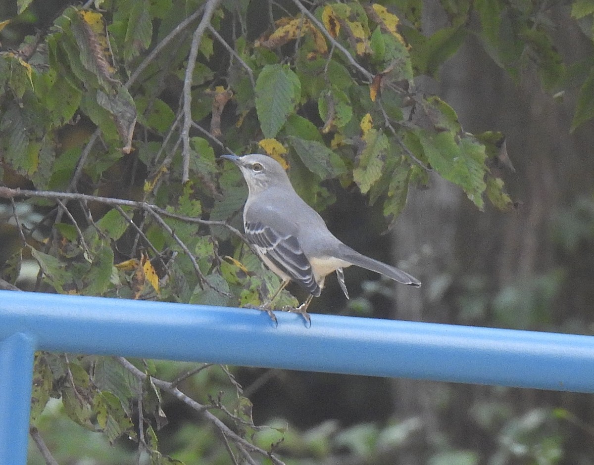 Northern Mockingbird - ML624525453