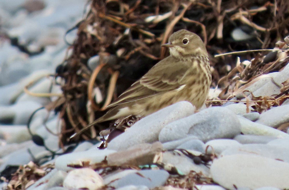 American Pipit - ML624525476