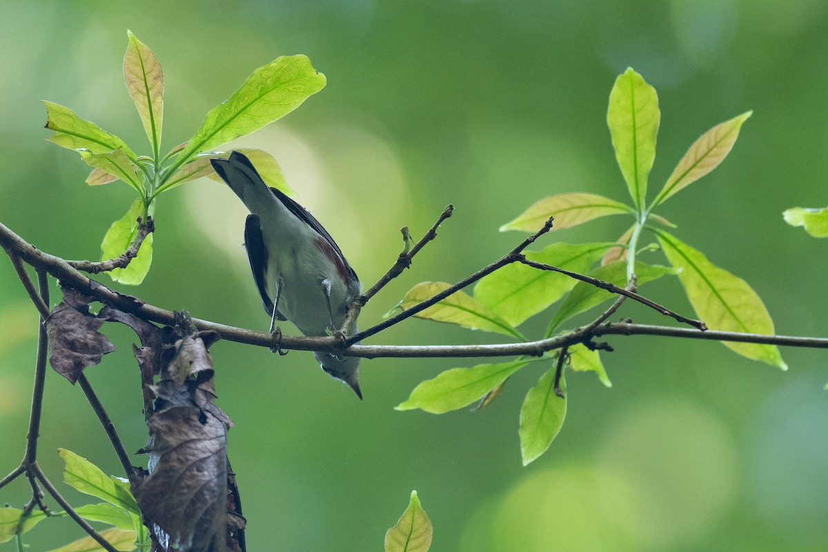 Chestnut-sided Warbler - ML624525488