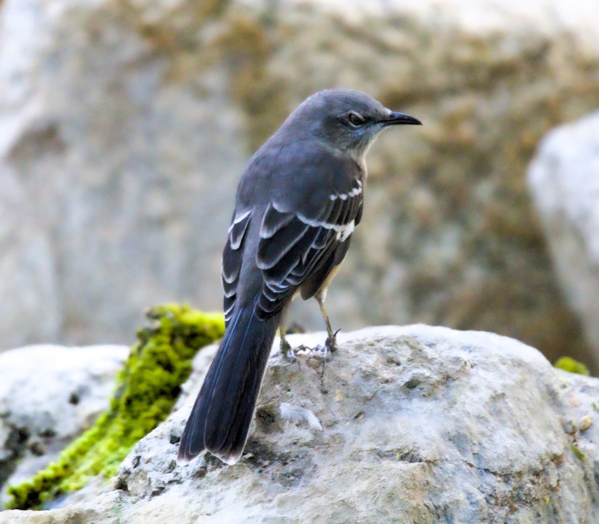 Northern Mockingbird - ML624525495