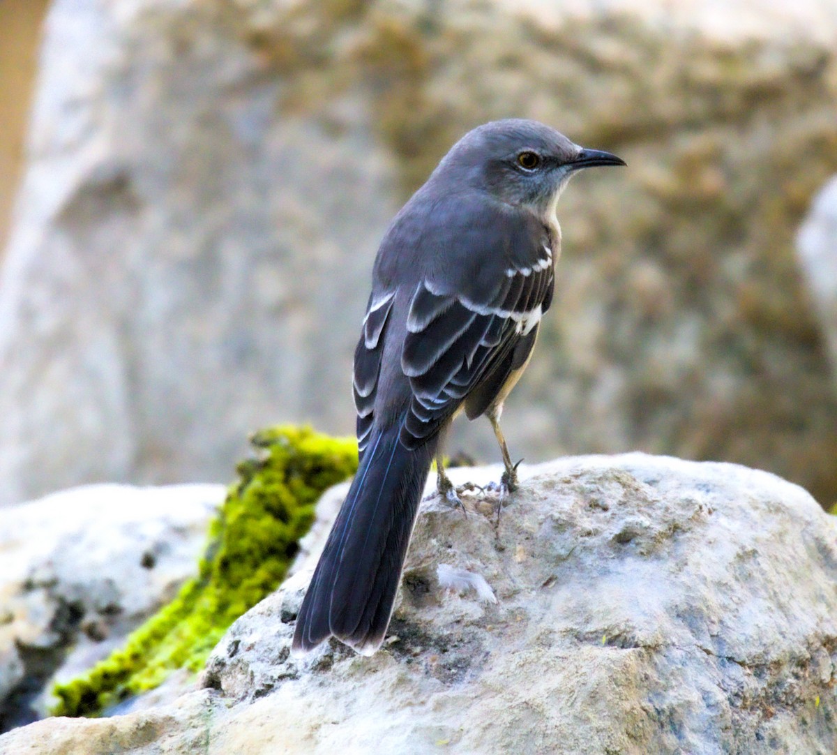 Northern Mockingbird - ML624525496