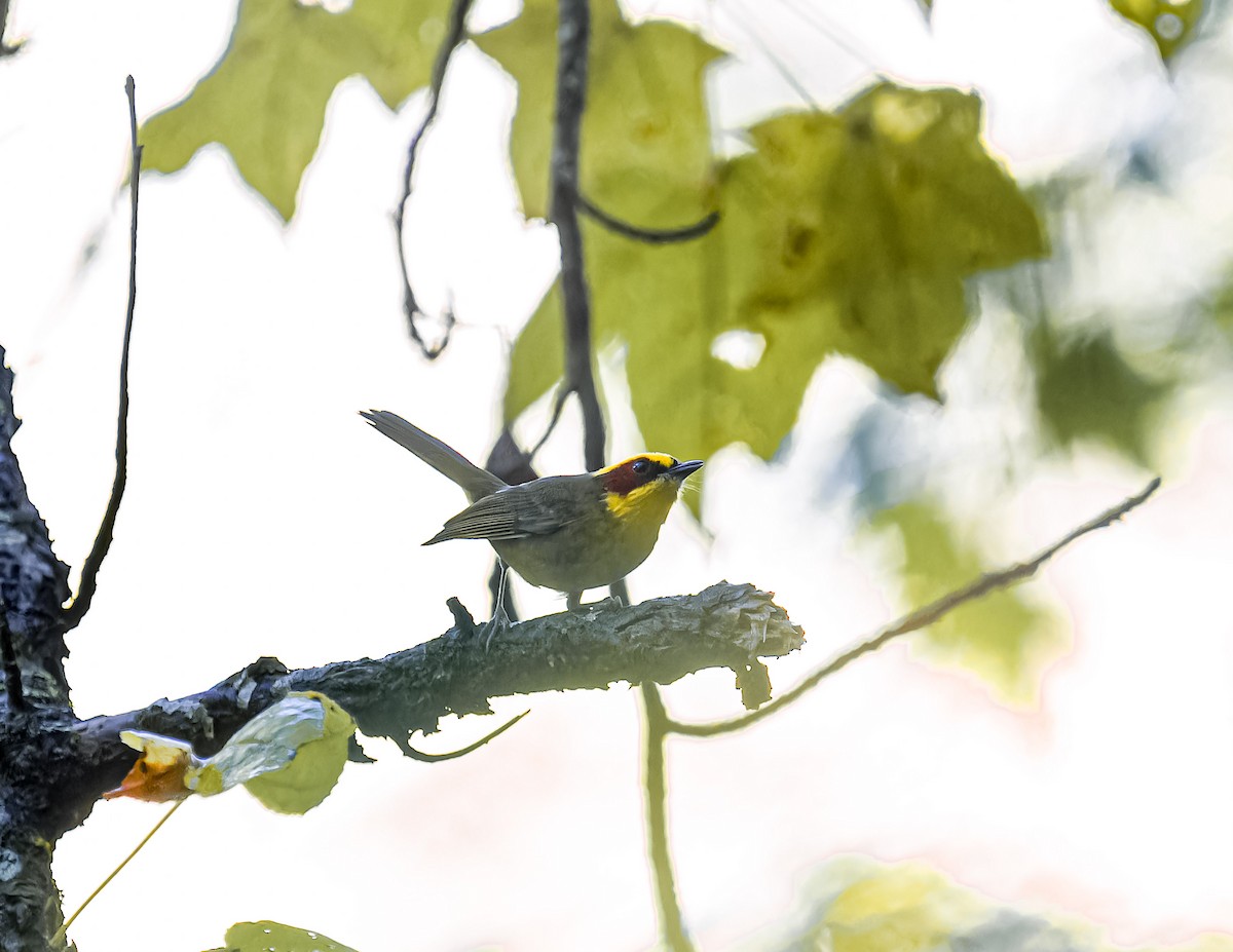 Golden-browed Warbler - ML624525501