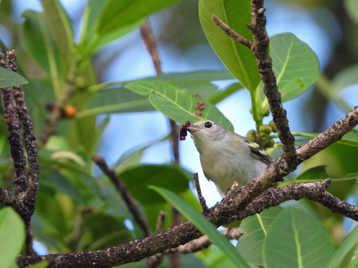 Chestnut-sided Warbler - ML624525531