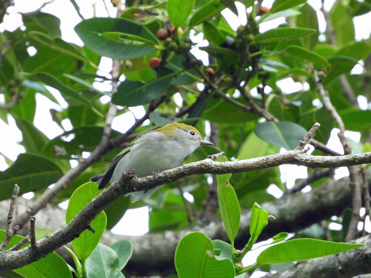 Chestnut-sided Warbler - ML624525532