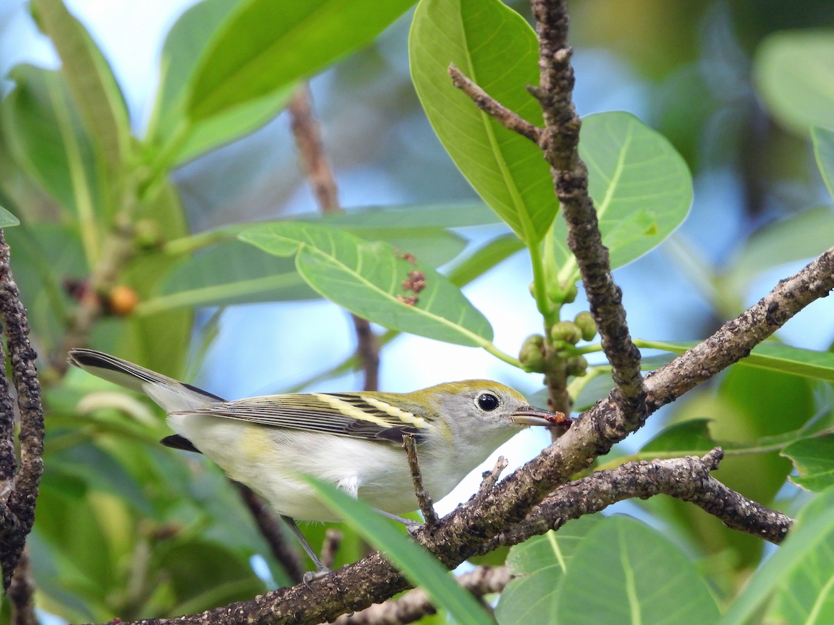 Chestnut-sided Warbler - ML624525533