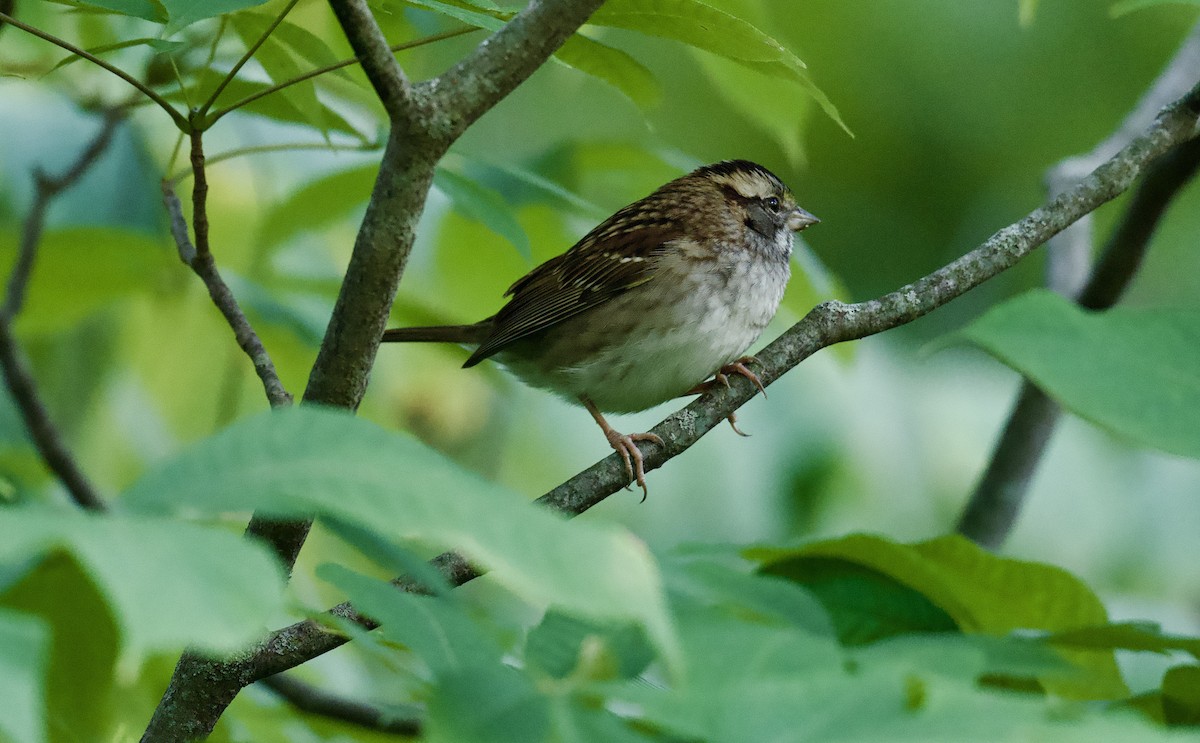 White-throated Sparrow - ML624525544