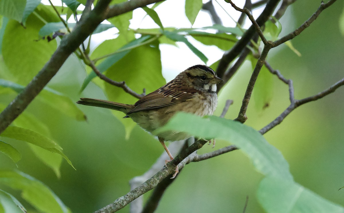 White-throated Sparrow - Nui Moreland